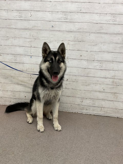 adoptable Dog in San Bernardino, CA named DONNA