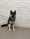 adoptable Dog in  named DONNA