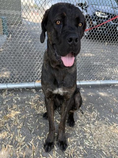 adoptable Dog in San Bernardino, CA named EDGAR