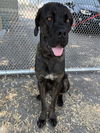 adoptable Dog in  named EDGAR