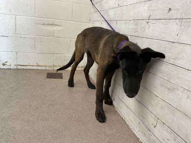 adoptable Dog in San Bernardino, CA named IVAN
