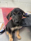 adoptable Dog in  named HERCULES