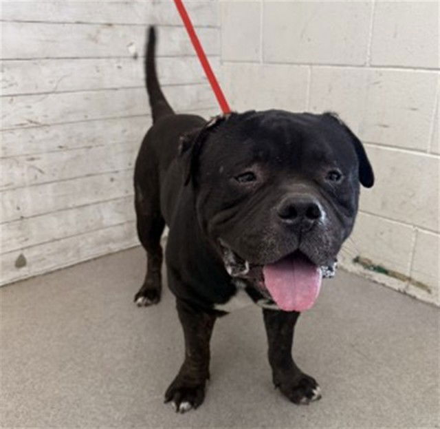 adoptable Dog in San Bernardino, CA named TINY