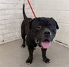 adoptable Dog in  named TINY