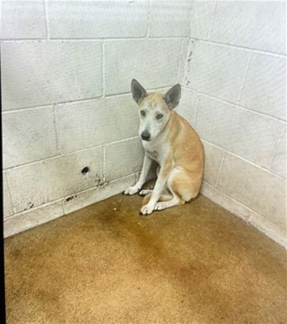 adoptable Dog in San Bernardino, CA named GWEN