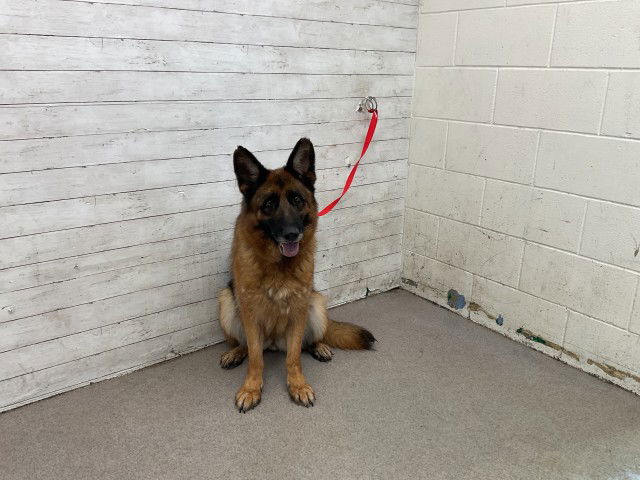 adoptable Dog in San Bernardino, CA named LANA