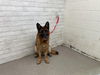adoptable Dog in  named LANA