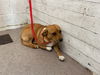 adoptable Dog in  named NESTA