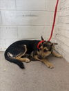 adoptable Dog in  named VENUS