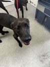 adoptable Dog in  named GINGER