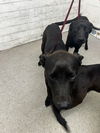adoptable Dog in  named VANESSA