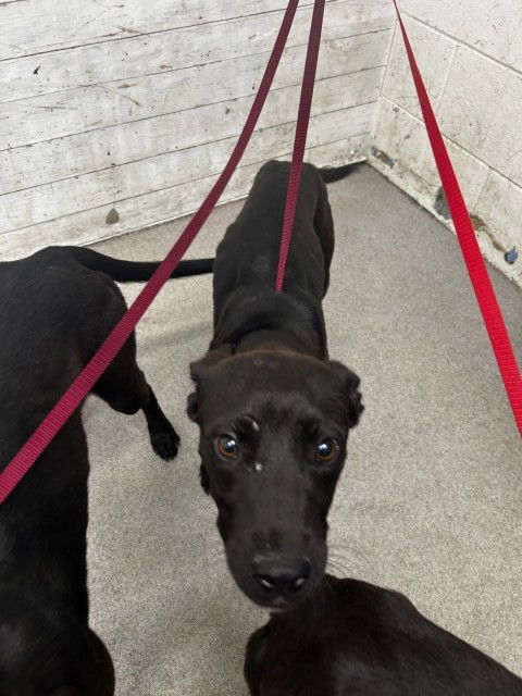 adoptable Dog in San Bernardino, CA named HENRY