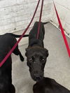 adoptable Dog in  named HENRY