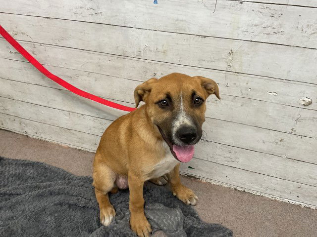 adoptable Dog in San Bernardino, CA named ROBIN
