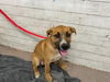 adoptable Dog in  named ROBIN