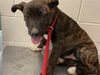 adoptable Dog in  named RYAN
