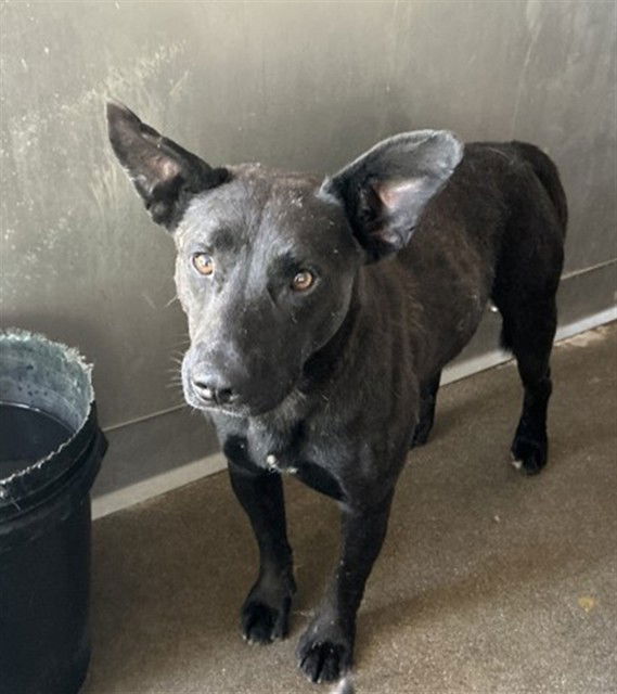 adoptable Dog in San Bernardino, CA named XANDER