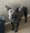 adoptable Dog in  named XANDER