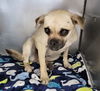 adoptable Dog in  named ISABELLA