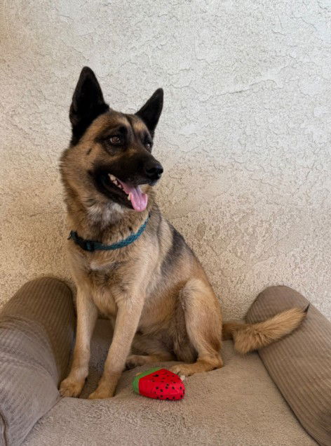 adoptable Dog in San Bernardino, CA named SUMMER MONLIGHT