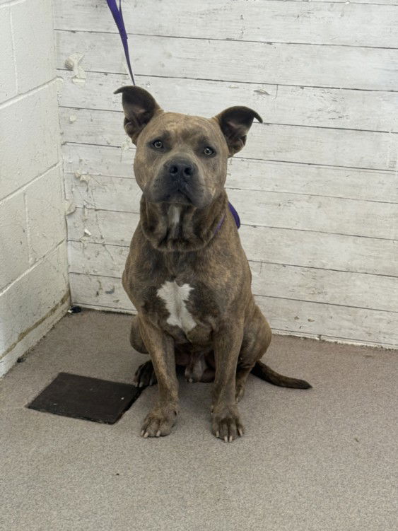 adoptable Dog in San Bernardino, CA named OWEN