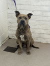 adoptable Dog in  named OWEN