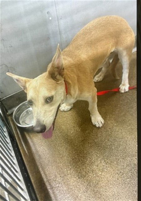 adoptable Dog in San Bernardino, CA named RAIDER