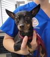 adoptable Dog in  named PISTACHIO