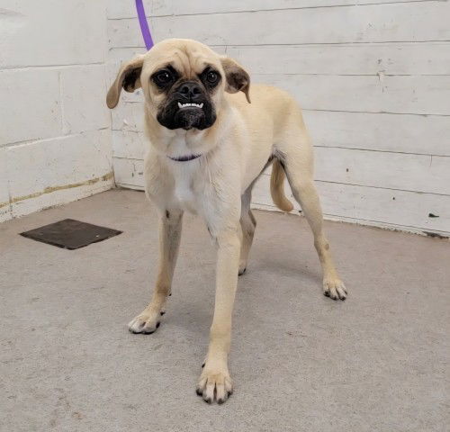 adoptable Dog in San Bernardino, CA named EVEE