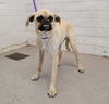 adoptable Dog in  named EVEE