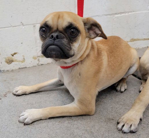 adoptable Dog in San Bernardino, CA named GRACIE