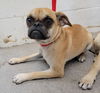 adoptable Dog in  named GRACIE