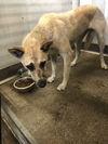 adoptable Dog in  named LEIA