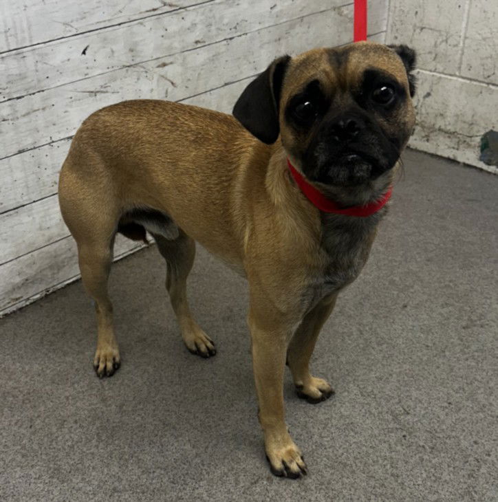 adoptable Dog in San Bernardino, CA named GIZMO