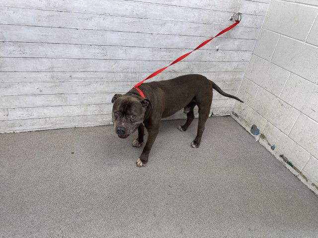 adoptable Dog in San Bernardino, CA named TEDDY