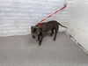 adoptable Dog in  named TEDDY