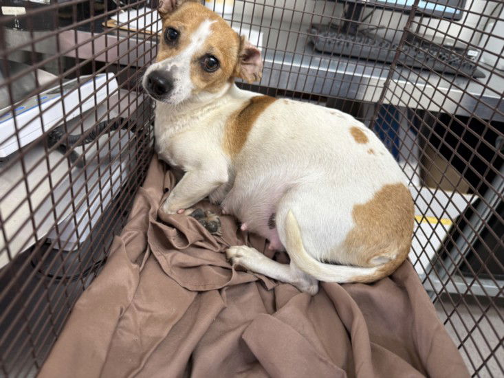 adoptable Dog in San Bernardino, CA named BELLE