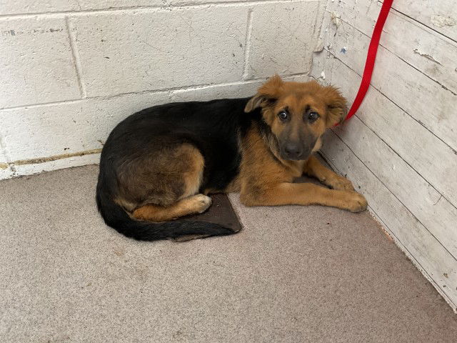 adoptable Dog in San Bernardino, CA named AVA