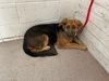 adoptable Dog in  named AVA