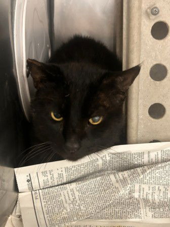adoptable Cat in San Bernardino, CA named PANTHER