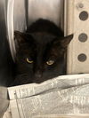 adoptable Cat in  named PANTHER