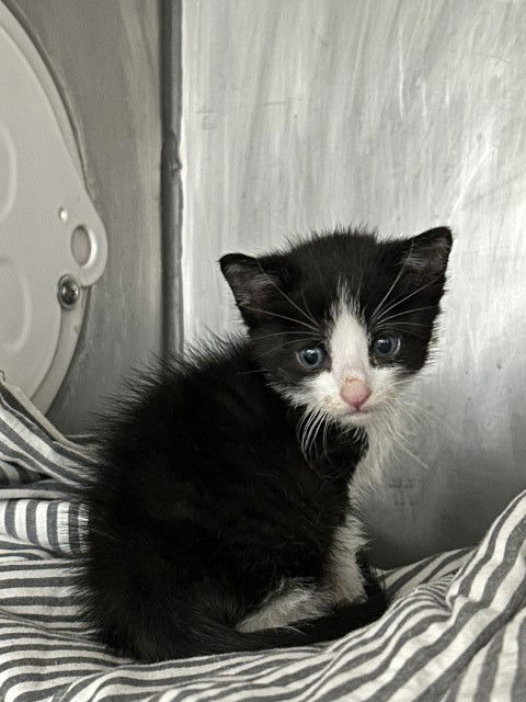 adoptable Cat in San Bernardino, CA named DOMINO