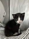 adoptable Cat in  named DOMINO