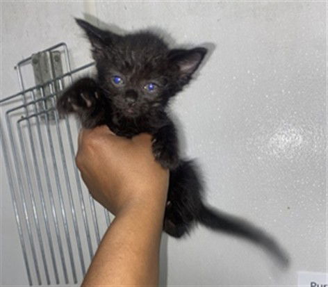 adoptable Cat in San Bernardino, CA named THUNDER
