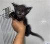 adoptable Cat in  named THUNDER