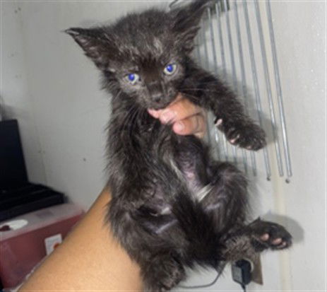 adoptable Cat in San Bernardino, CA named LIGHTNING