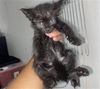 adoptable Cat in  named LIGHTNING
