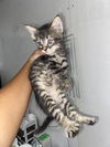adoptable Cat in  named RAIN