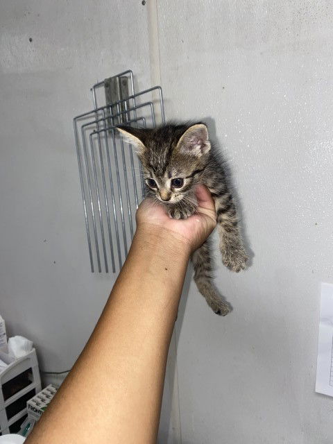 adoptable Cat in San Bernardino, CA named CLOUD