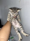 adoptable Cat in  named STORM